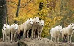 Desktop image. Animals. ID:35007