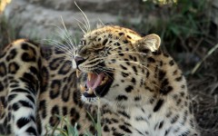 Desktop image. Animals. ID:35008