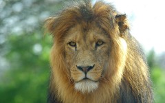 Desktop image. Animals. ID:35009