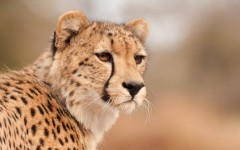 Desktop image. Animals. ID:35010