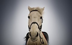 Desktop image. Animals. ID:35011