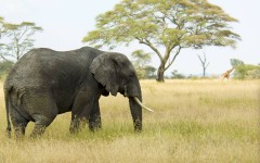 Desktop image. Animals. ID:51558