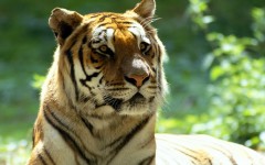 Desktop image. Animals. ID:35013