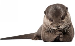 Desktop image. Animals. ID:52538