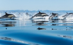 Desktop image. Animals. ID:35015