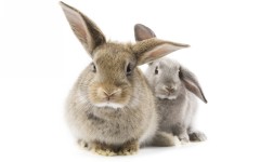 Desktop image. Animals. ID:35016