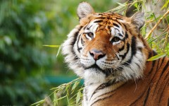 Desktop image. Animals. ID:52555