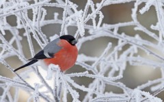 Desktop image. Animals. ID:35018
