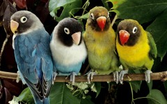 Desktop image. Animals. ID:35019