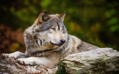 Desktop image. Animals. ID:52567