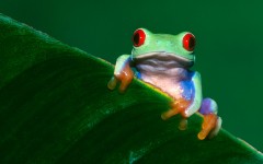 Desktop image. Animals. ID:35021
