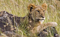 Desktop image. Animals. ID:35022