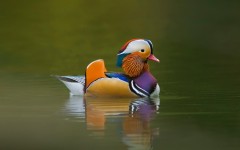 Desktop image. Animals. ID:35023