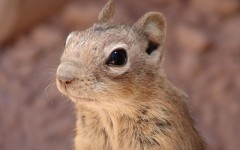 Desktop image. Animals. ID:35025