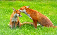 Desktop image. Animals. ID:35026