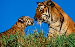 Desktop image. Animals. ID:35027