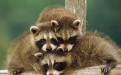 Desktop image. Animals. ID:35028