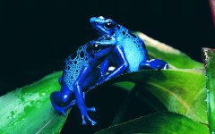 Desktop image. Animals. ID:35031