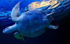 Desktop image. Animals. ID:35032