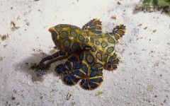 Desktop image. Animals. ID:35033