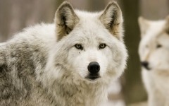 Desktop image. Animals. ID:35035