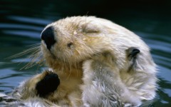 Desktop image. Animals. ID:35036