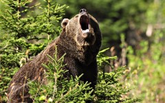 Desktop image. Animals. ID:35037