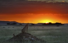 Desktop image. Animals. ID:35039