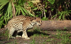 Desktop image. Animals. ID:35040