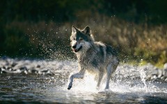 Desktop image. Animals. ID:35042