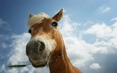 Desktop image. Animals. ID:35043