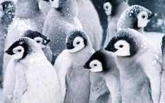 Desktop image. Animals. ID:35048