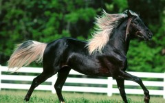 Desktop image. Animals. ID:35050