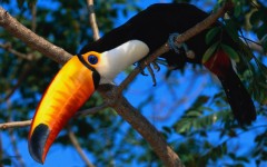 Desktop image. Animals. ID:35051