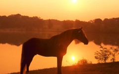 Desktop image. Animals. ID:35052