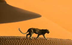 Desktop image. Animals. ID:35053