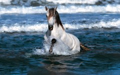 Desktop image. Animals. ID:35055