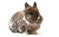 Desktop image. Animals. ID:35057