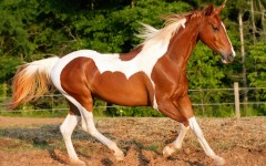 Desktop image. Animals. ID:35058