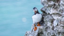 Desktop image. Animals. ID:99343