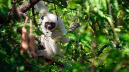 Desktop image. Animals. ID:97114