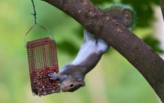 Desktop image. Animals. ID:35062