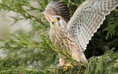 Desktop image. Animals. ID:52615