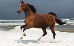 Desktop image. Animals. ID:35072