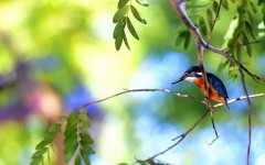Desktop image. Animals. ID:52617