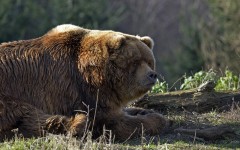 Desktop image. Animals. ID:52694