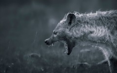 Desktop image. Animals. ID:52697