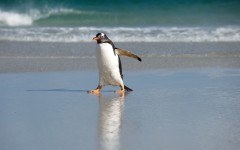 Desktop image. Animals. ID:52646