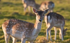 Desktop image. Animals. ID:52647