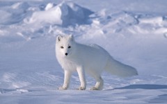 Desktop image. Animals. ID:35086